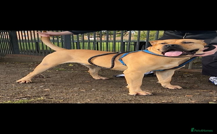 Presa Canario dogs - Advert 1
