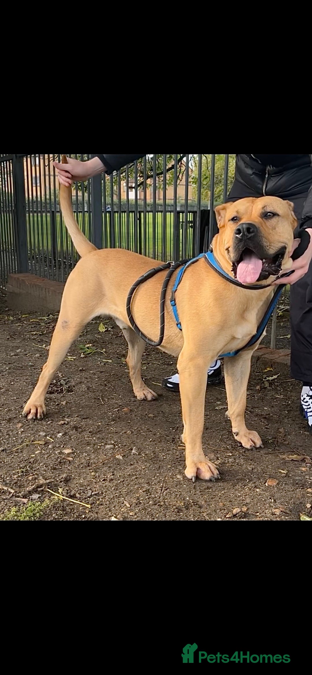Presa Canario dogs for stud: Perro de presa canario for stud - Image 1
