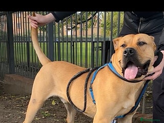 Presa Canario dogs - Advert 1