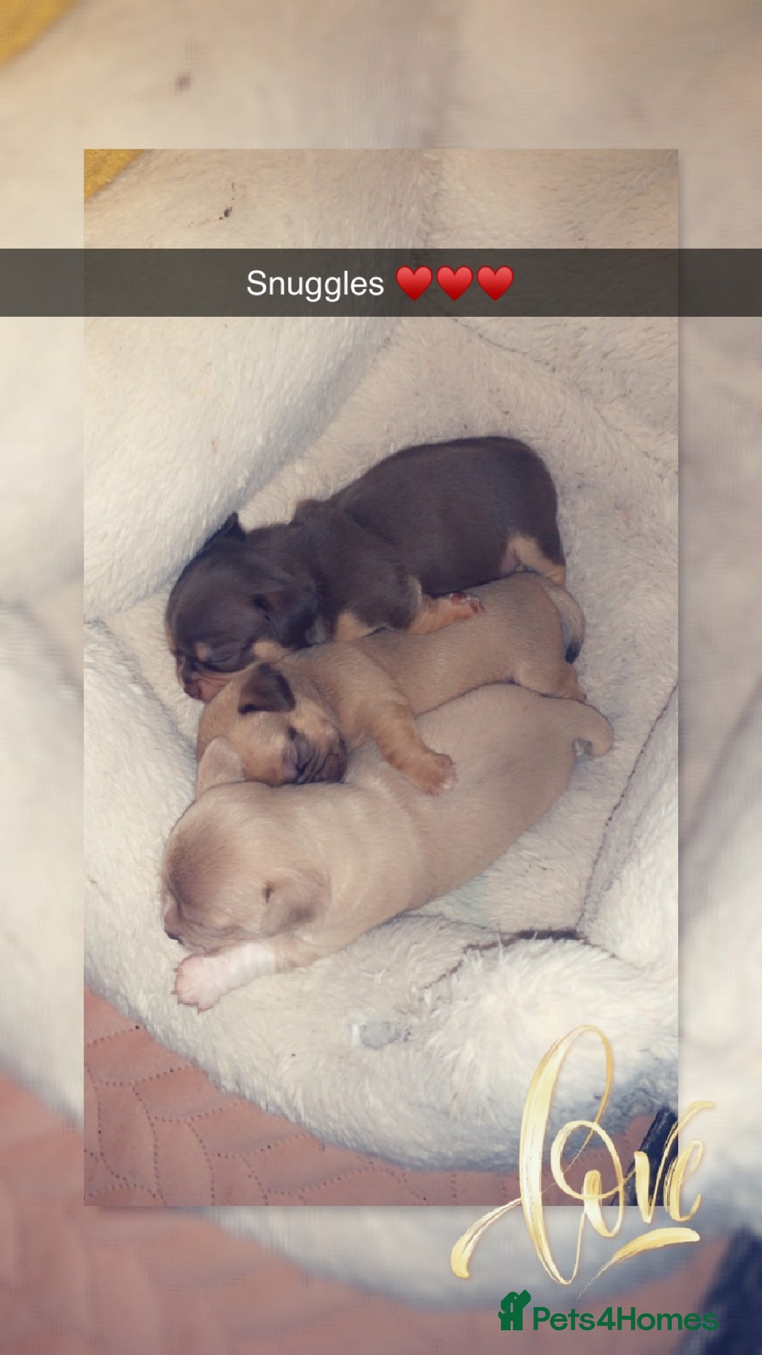 Chihuahua dogs for stud: My handsome boy for stud russian import in Durham - Advert 8