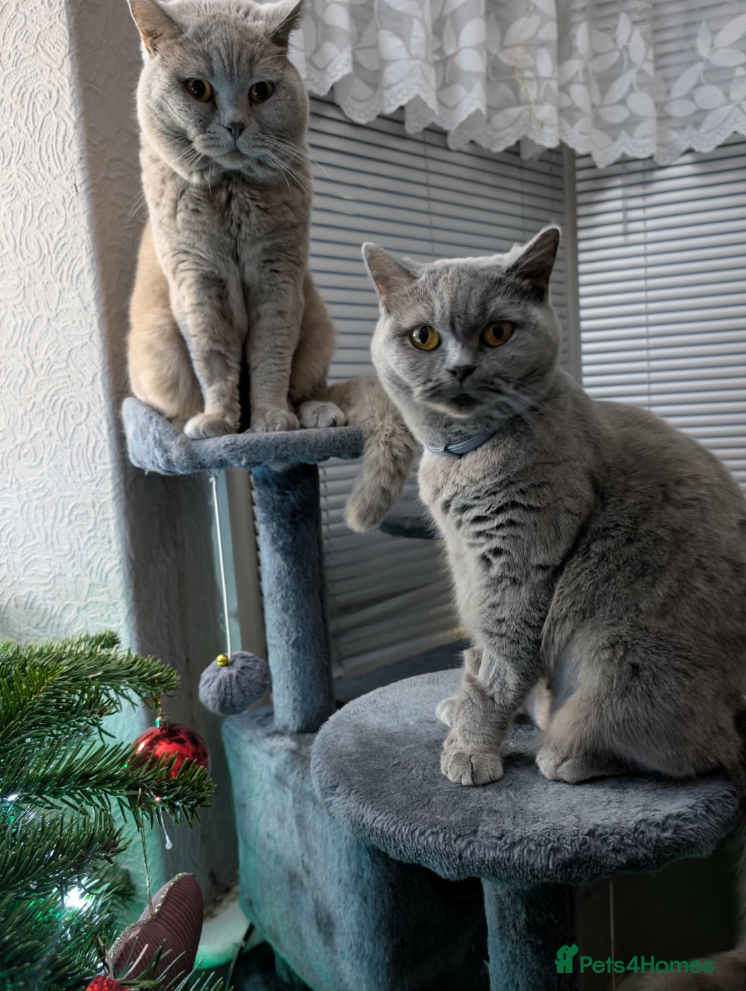 British Shorthair cats for sale: 4 British Short Hair  - Advert 7