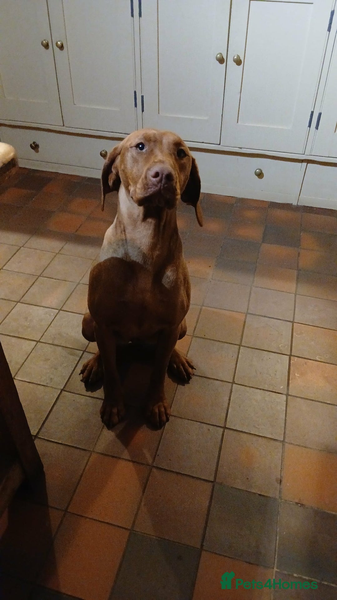 Hungarian Vizsla dogs for sale: CHAMPION SIRED KC HUNGARIAN VIZSLA BITCH - Advert 2