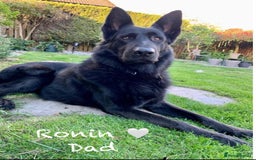 German Shepherd dogs for sale: K.C German Shepherd Puppies  - Image 11