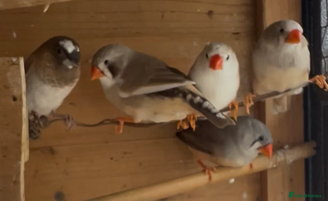 Finches birds for sale: Zebras & diamond doves in large outdoor cage  in Wigan - Advert 8