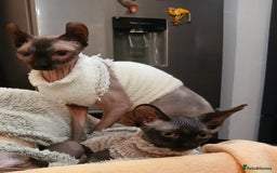 Sphynx cats for sale: Silver elf and black little babies - Image 7