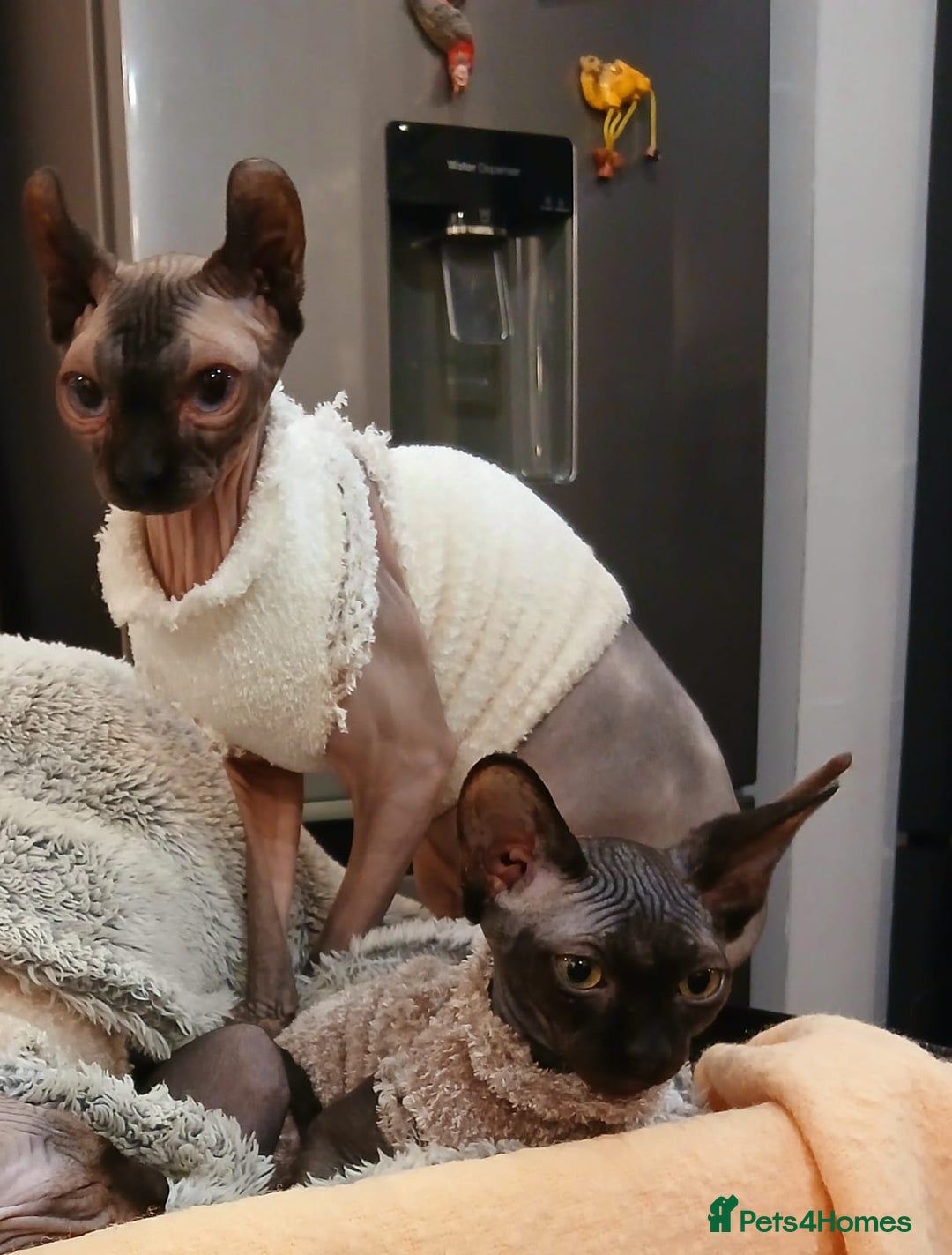 Sphynx cats for sale: Silver elf and black little babies - Image 7