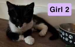 Domestic Shorthair cats for sale: 3 beautiful female Tuxedo Kittens  - Image 6