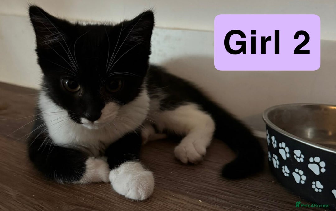 Domestic Shorthair cats for sale: 3 beautiful female Tuxedo Kittens  - Image 6