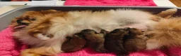 Pomeranian dogs for sale: Miniature Pomeranian boys - Advert 1