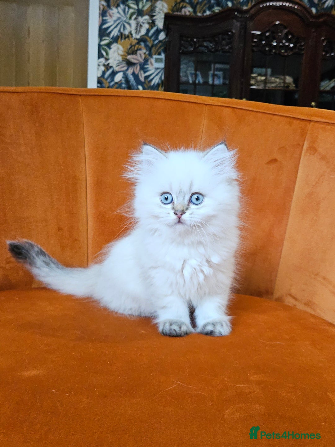 Scottish Fold cats for sale: Excellent Scottish fold kittens  - Image 31