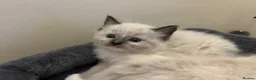 Ragdoll cats for sale: 🐾 Pure Ragdoll Kittens 🐾 in Exeter - Advert 12