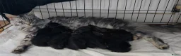 Maine Coon cats for sale: Champion Sired Maine Coon Kittens  TICA Registered in London - Advert 10