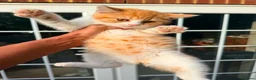 British Shorthair cats for sale: Stunning British Shorthair Kittens Ready Now! - Advert 8