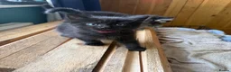 Mixed Breed cats for sale: 2 beautiful kittens for sale  in Hastings - Advert 5