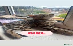 Bengal cats for sale: BENGAL KITTENS FOR SALE - Image 6