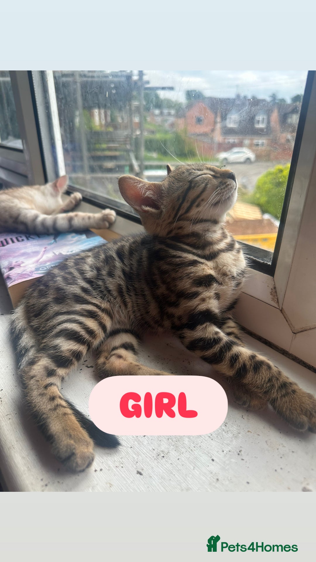 Bengal cats for sale: BENGAL KITTENS FOR SALE - Image 6