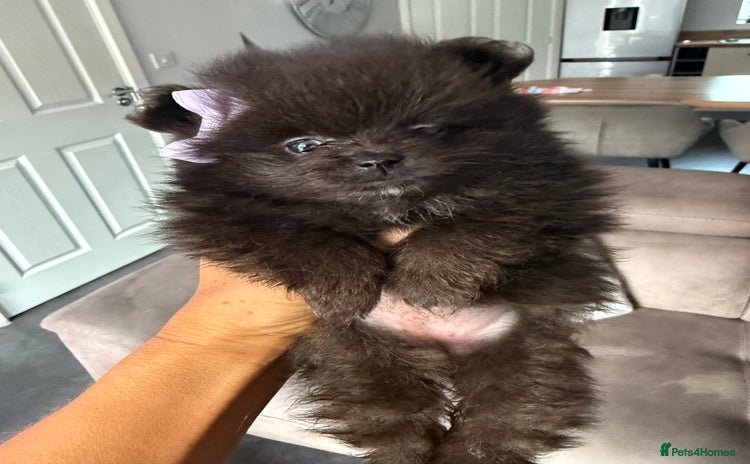 Pomeranian dogs in Wolverhampton - Advert 15