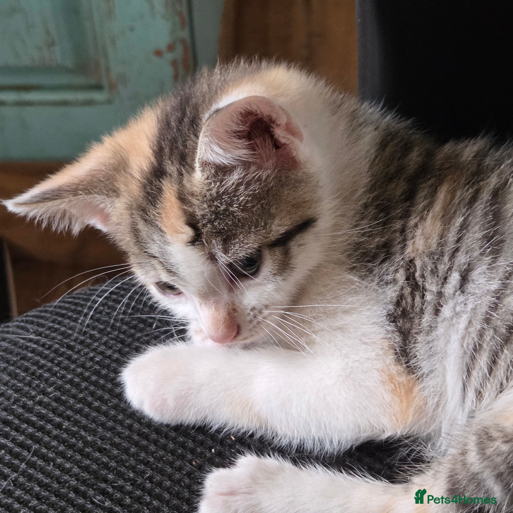 Mixed Breed cats British Shorthair kittens  - Advert 14
