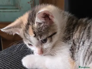 Mixed Breed cats British Shorthair kittens - Advert 14