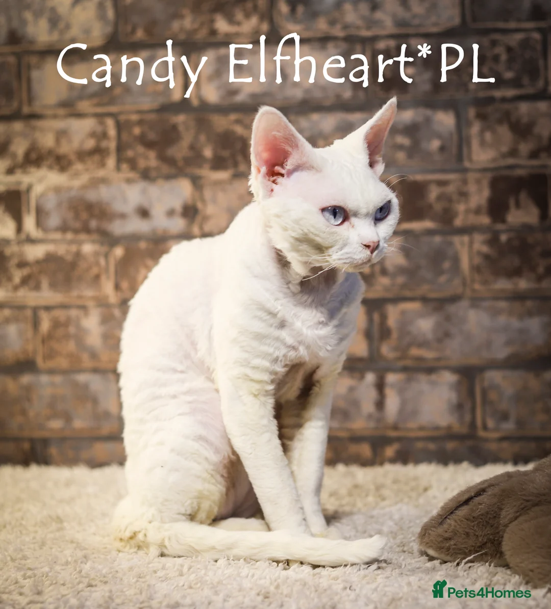 Devon Rex cats for stud: Stunning white boy with blue eyes for stud in Whitchurch - Advert 4