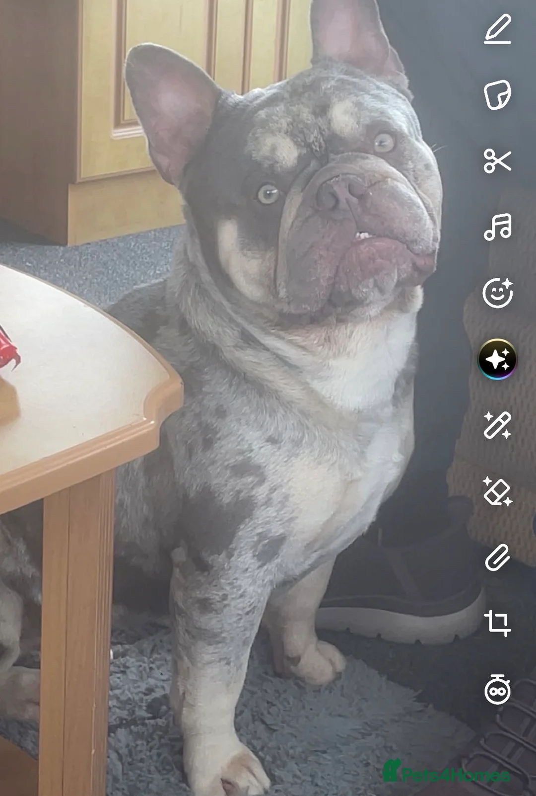 French Bulldog dogs for stud: French Bulldog for stud  in Sheffield - Advert 2