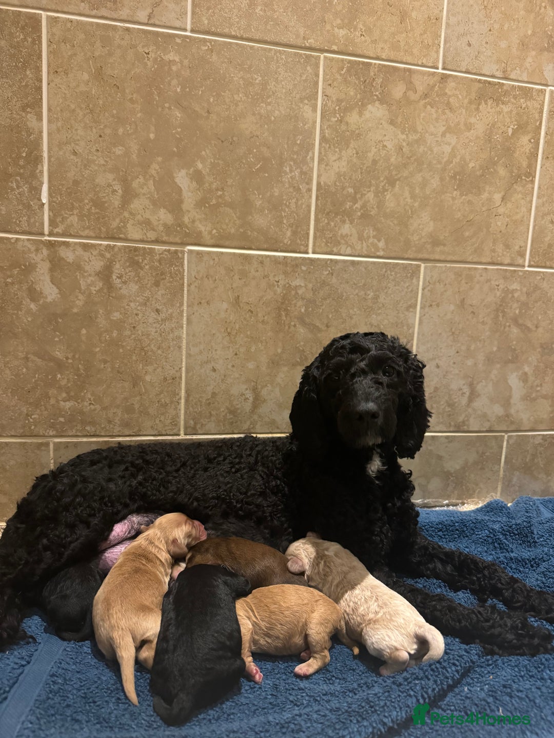 Cockapoo dogs for sale: Beautiful cockapoo puppy’s🩷🩵 - Advert 5