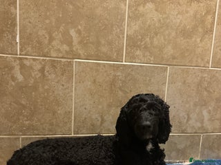 Cockapoo dogs Beautiful cockapoo puppy’s🩷🩵 - Advert 1