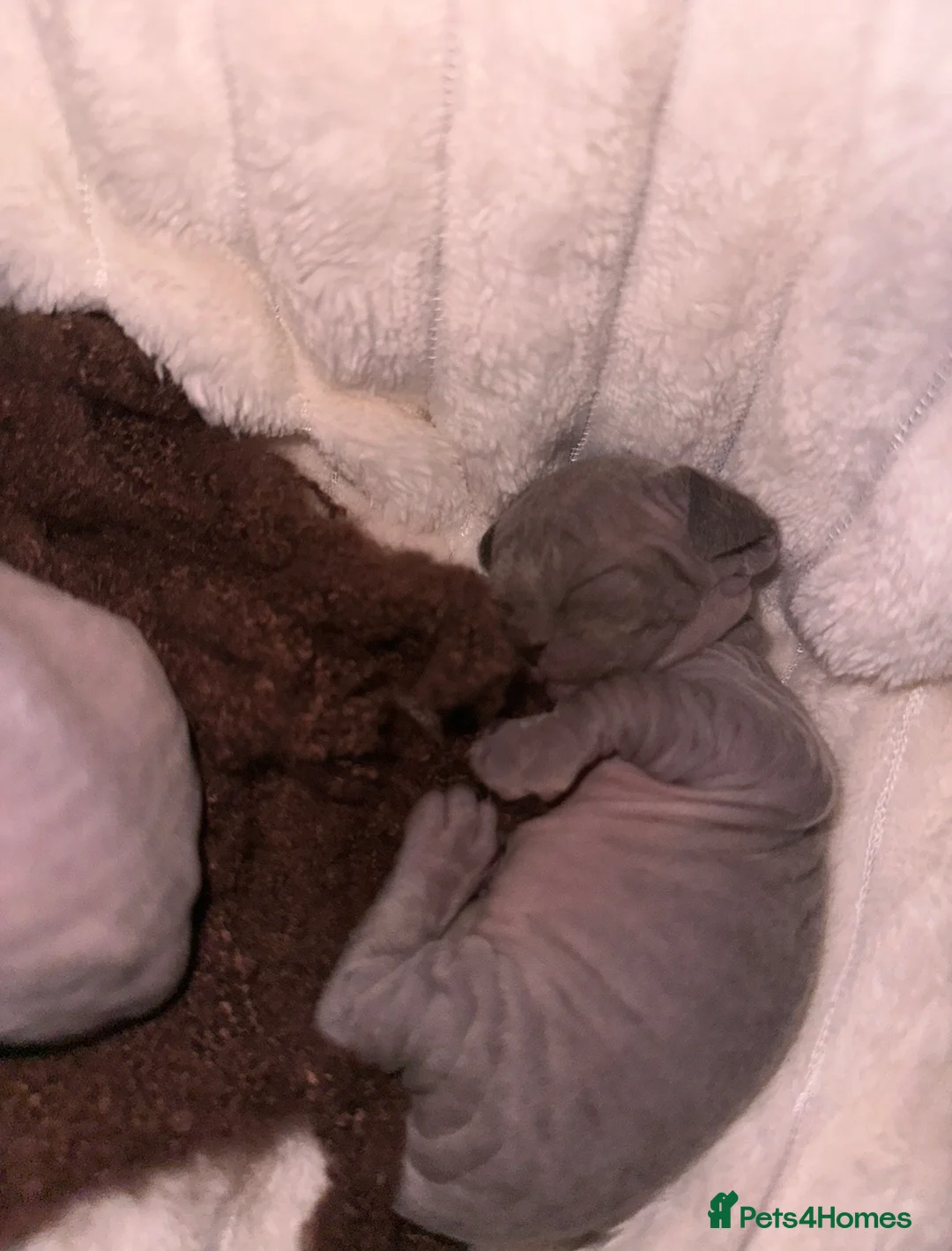Sphynx cats for sale: Beautiful sphynx kittens from a mum and dad home - Advert 33