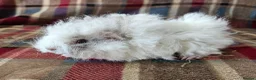 Guinea Pig rodents for sale: Beautiful swiss cross lunkarya sows - Advert 1