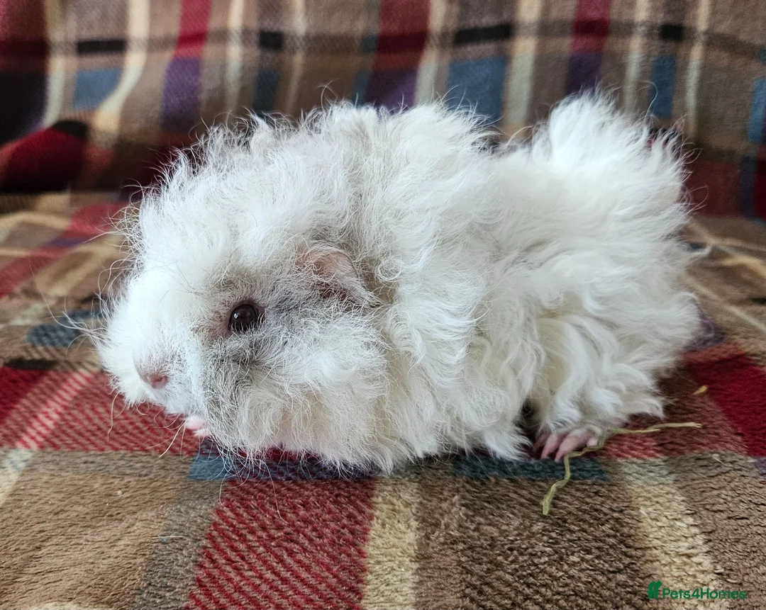 Guinea Pig rodents for sale: Beautiful swiss cross lunkarya sows - Advert 1