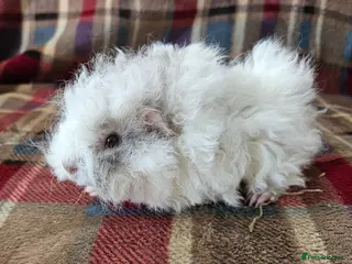 Guinea Pig rodents Beautiful swiss cross lunkarya sows - Advert 9