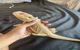 Bearded Dragon reptiles for sale: Bearded dragon  - Image 4
