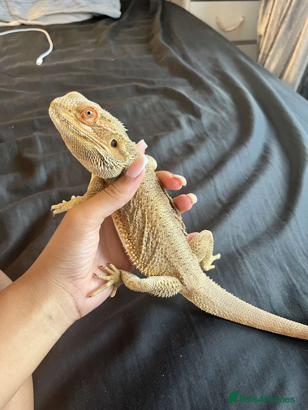 Bearded Dragon reptiles for sale: Bearded dragon  - Image 4