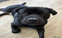 Mixed Breed dogs for sale: Rehoming our Kane boy - Image 5