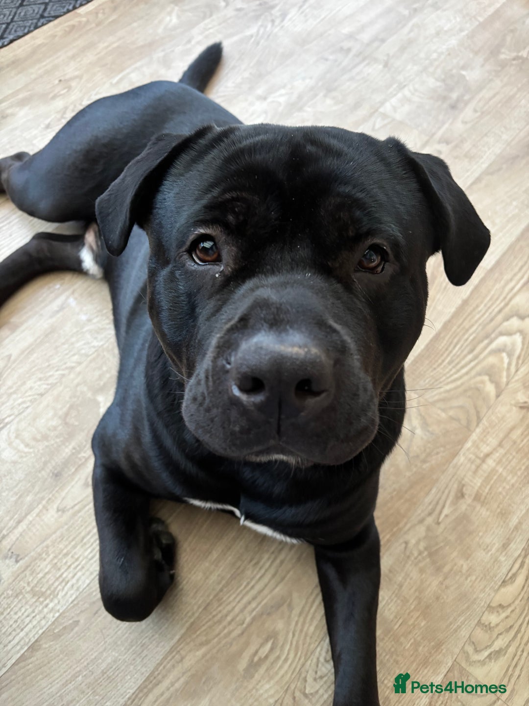 Mixed Breed dogs for sale: Rehoming our Kane boy - Image 5