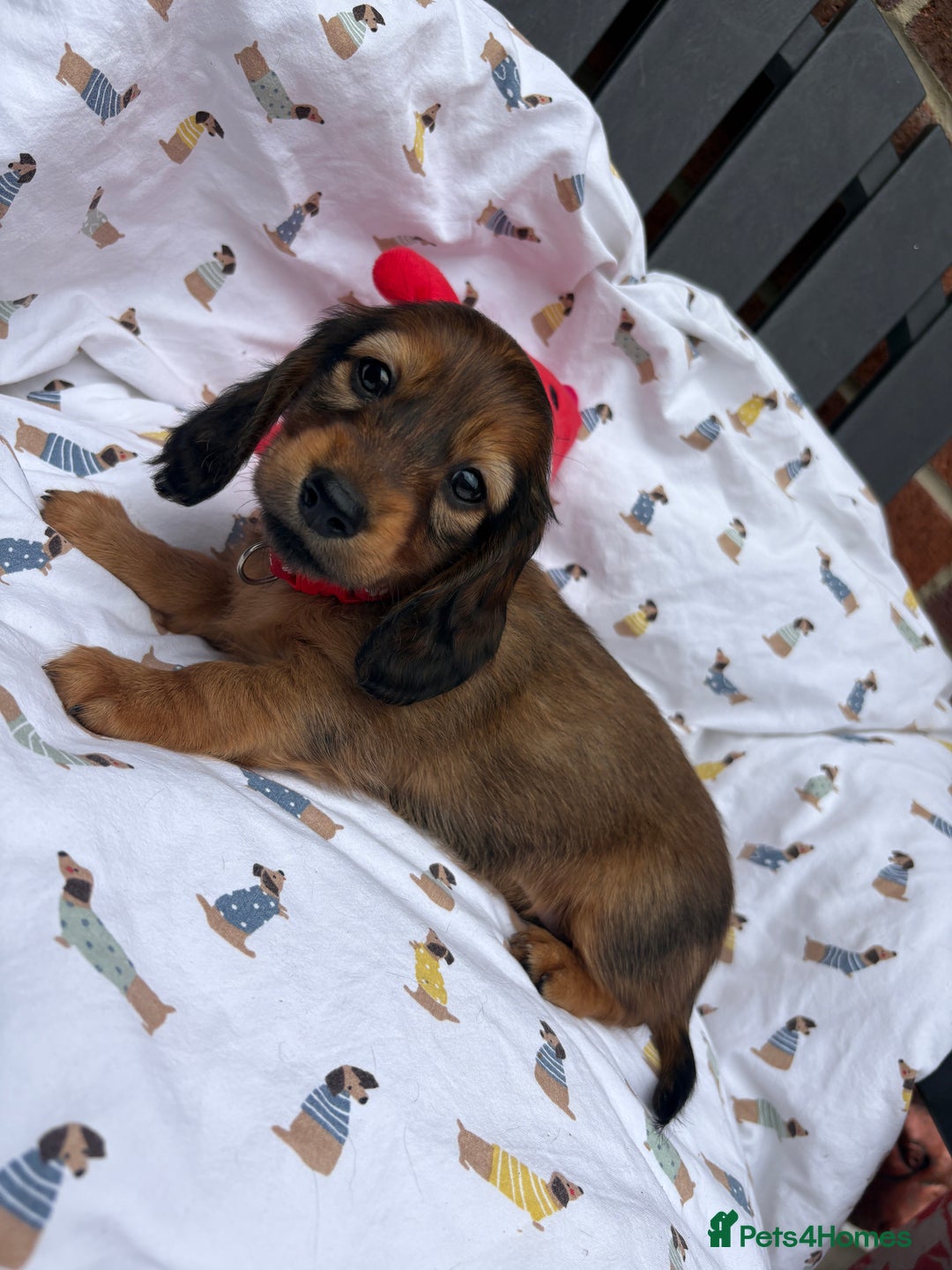 Miniature Dachshund dogs for sale: Amazing Champ Bloodlines Mini Dachshunds ✨ - Image 24