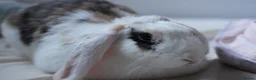 Dwarf Lop rabbits for sale: Indoor bunny and equipment  in Peterborough - Advert 2