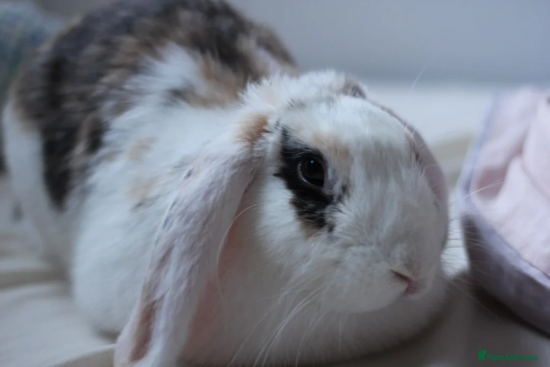Dwarf Lop rabbits for sale: Indoor bunny and equipment  in Peterborough - Advert 2