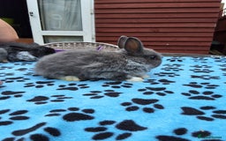 Netherland Dwarf rabbits for sale: 3 Netherland Dwarf bunnies ready 4 forever homes  - Image 20