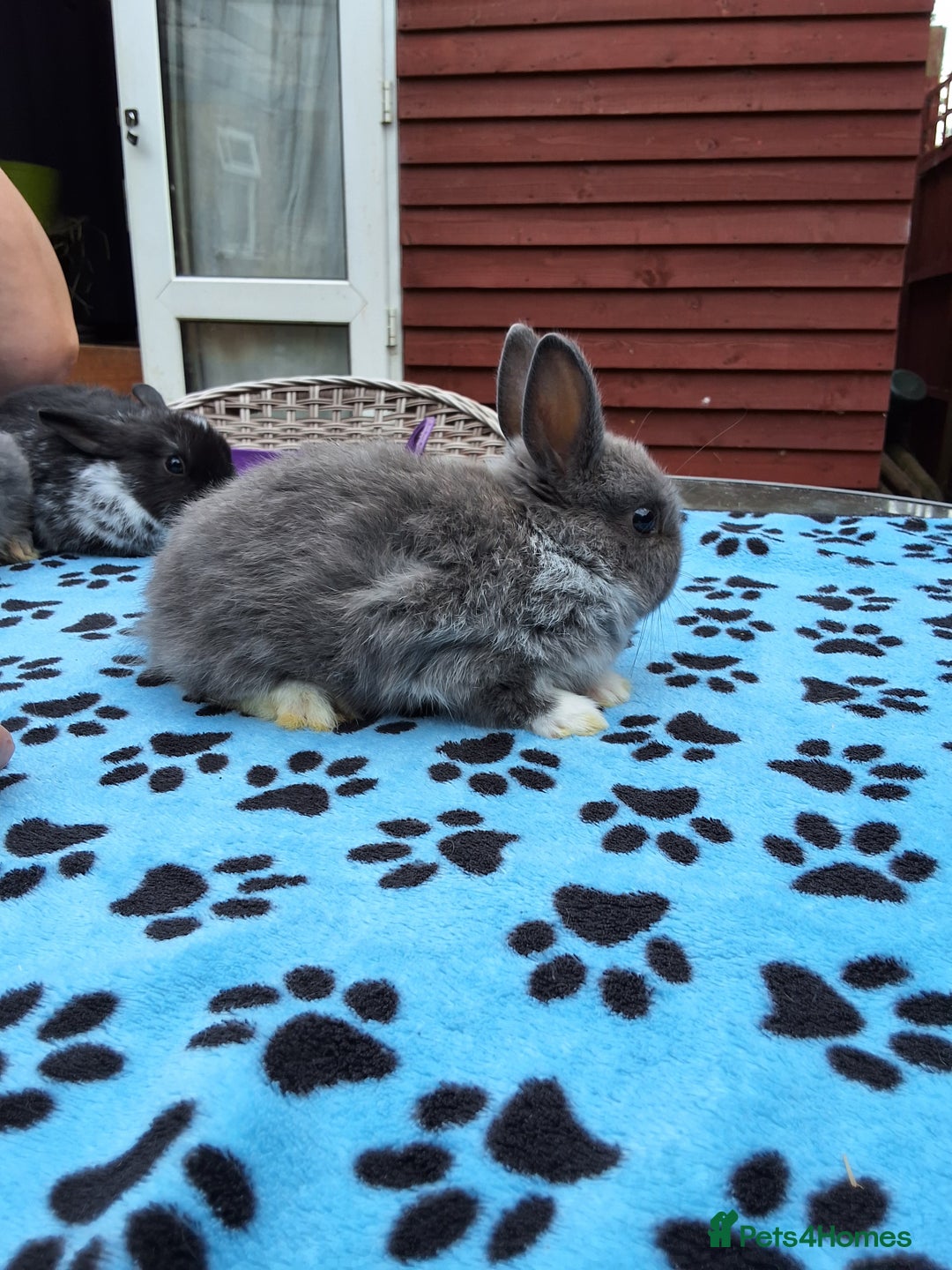 Netherland Dwarf rabbits for sale: 3 Netherland Dwarf bunnies ready 4 forever homes  - Image 20