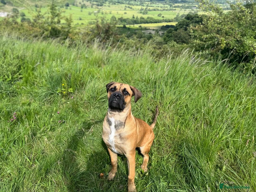 Cane Corso dogs for sale: Female cane Corso - Advert 7