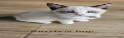 Ragdoll cats for sale: Friendly and playfull Ragdoll x  - Advert 31