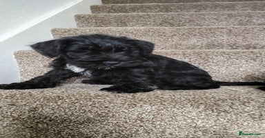 Miniature Schnauzer dogs in Llanelli - Advert 12