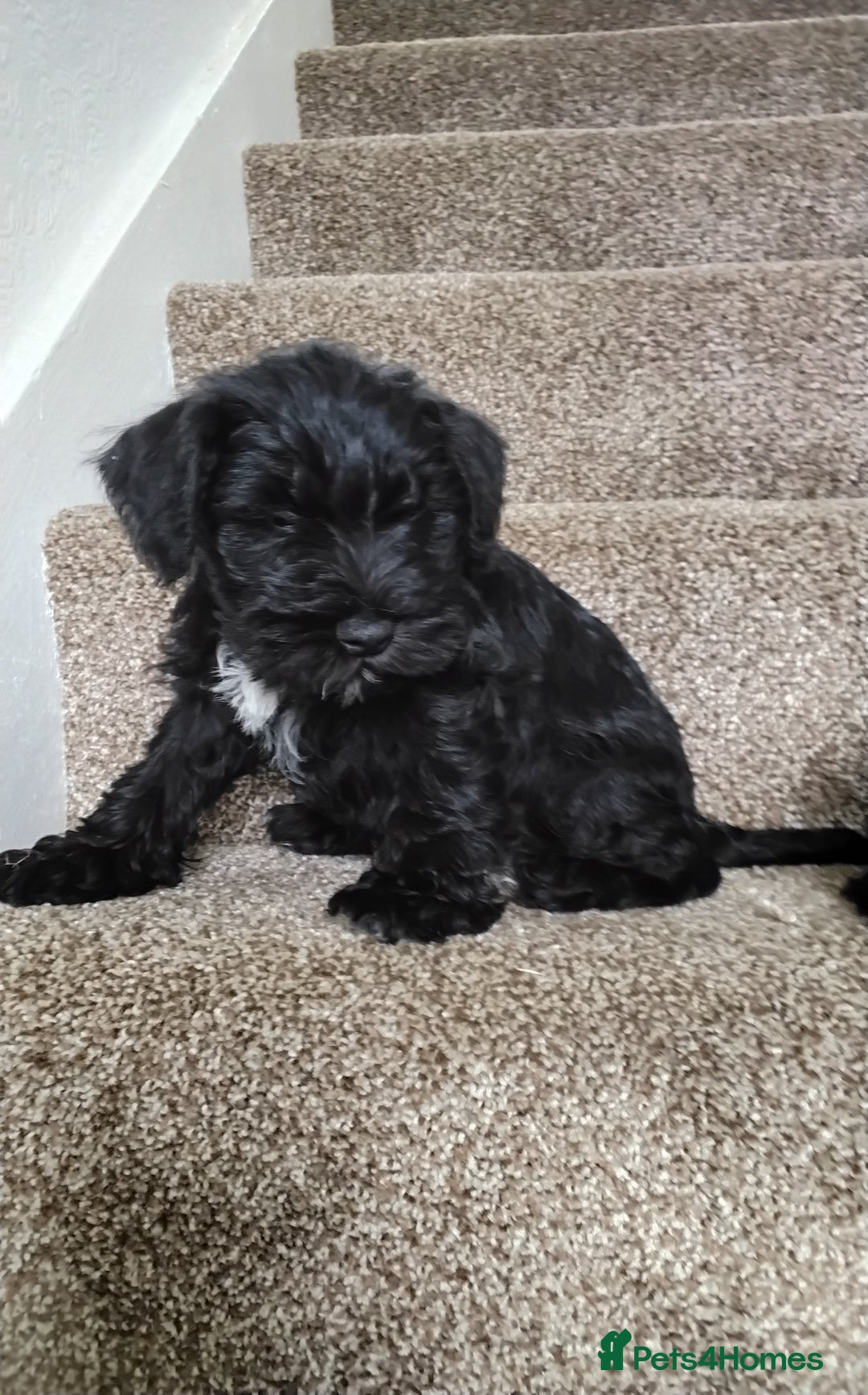 Miniature Schnauzer dogs for sale: ONLY LEFT  TWO BLACK BOYS Nice Miniatu Schnauzers  in Llanelli - Image 4