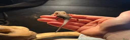 Bearded Dragon reptiles for sale: Trans Hypo Bearded Dragons - Advert 20