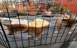 Japanese Shiba Inu dogs for sale: Home reared boys - Image 3