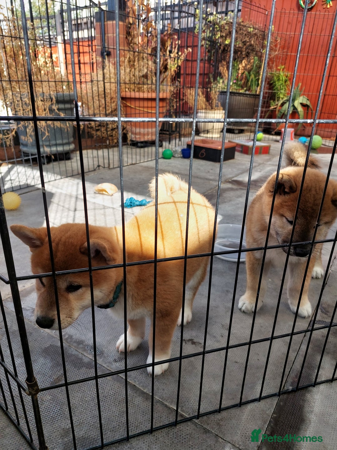 Japanese Shiba Inu dogs for sale: Home reared boys - Image 3