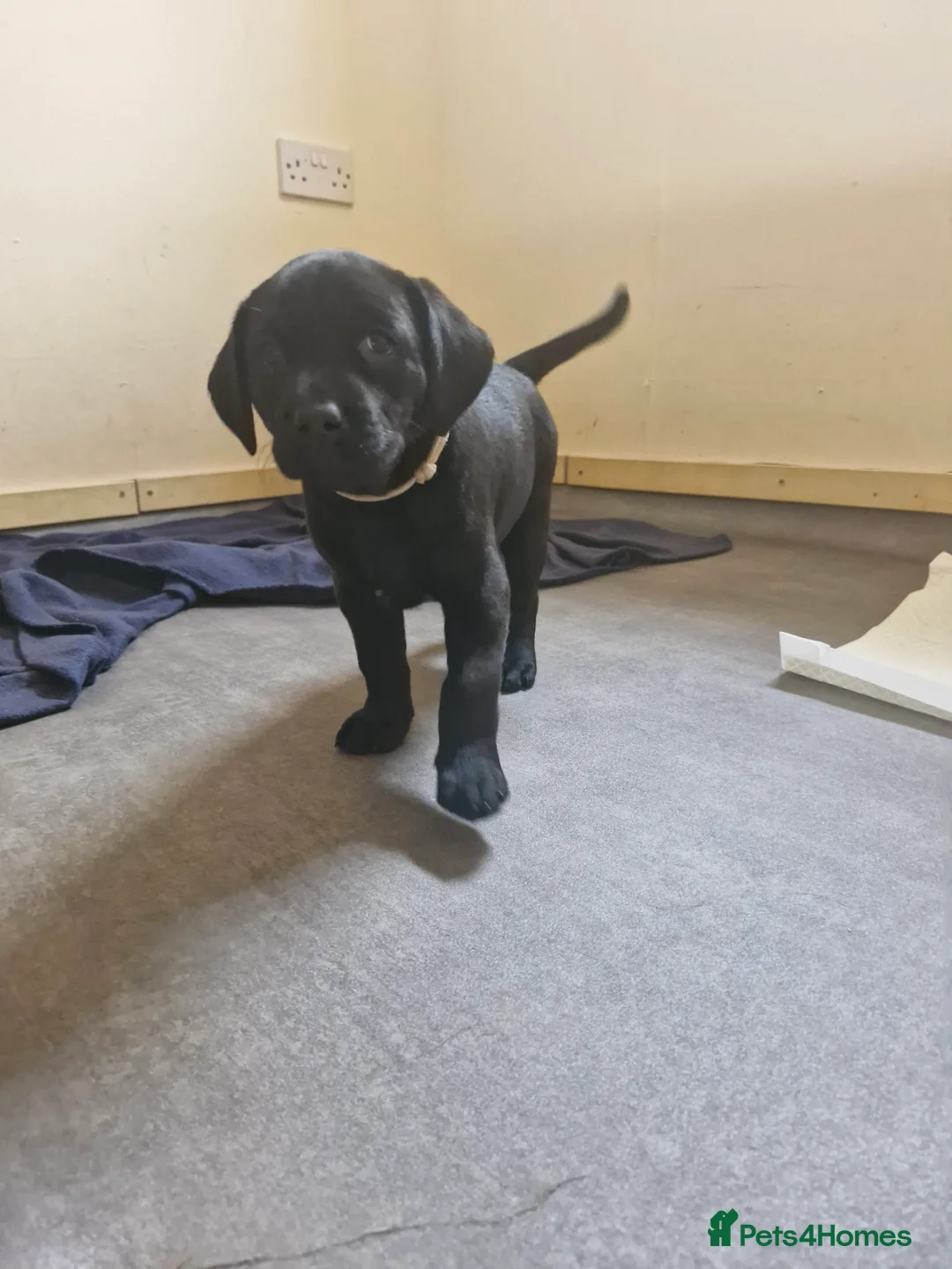 Labrador Retriever dogs for sale: Labrador black boy left!!! Red collar!!! - Advert 2