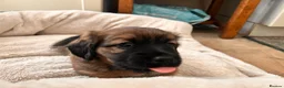 Mixed Breed dogs for sale: Miniature Daschund x 1/8th Border Terrier Puppies in Grantham - Advert 22