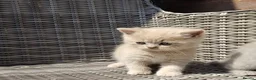 British Shorthair cats for sale: Stunning BSH/BLH Kittens for Sale  - Advert 4
